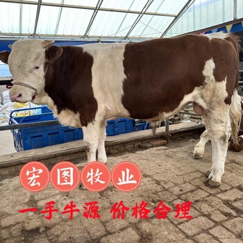 产肉量高西门塔尔二岁母牛一千一百斤的价格
