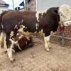 一千斤的西门塔尔二岁母牛价钱产肉量高