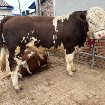 400至500斤西门塔尔牛大母牛大小都有的价格