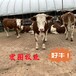 6个月的西门塔尔牛犊小母牛数量充足新的价格