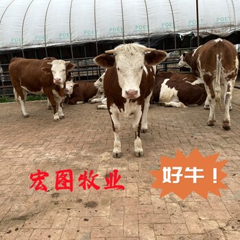 育肥效果好西門塔爾小公牛400斤左右價(jià)錢
