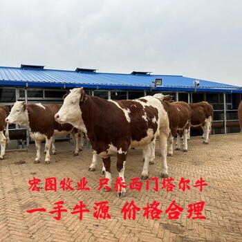 育肥效果好西門塔爾小公牛400斤左右價(jià)錢