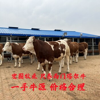 揭阳一头西门塔尔牛散养肉牛饲养简单