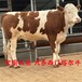 体型骨架大西门塔尔牛犊小母牛600多斤的价钱