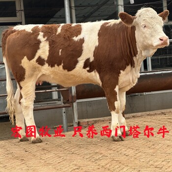 1000--1100斤西门塔尔基础母牛的价格抗逆性好