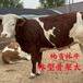 500斤左右西门塔尔繁殖母牛好养易活现在什么价钱
