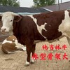 400斤的西门塔尔怀孕母牛大骨架要多少钱一头