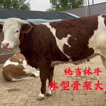 西门塔尔牛大母牛400至500斤多少钱一只抗逆性好