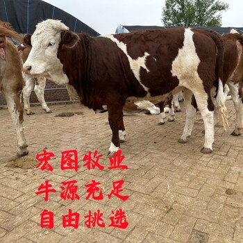 四百斤至五百斤西門塔爾基礎母牛大小都有的價格
