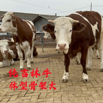 西門塔爾二歲母牛五個月要多少錢一頭體型骨架大