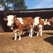 西门塔尔牛七个月的出售散养肉牛