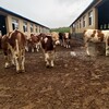 西门塔尔小母牛犊300斤的价格四肢结实