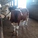 西门塔尔小母牛苗600斤左右的价格纯种肉牛出售