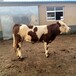 西门塔尔牛犊小母牛五之六个月的价格提供技术