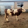 西门塔尔小母牛400斤的价格现货充足