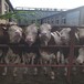 西门塔尔牛犊小母牛六百斤市场价多少可技术跟踪服务