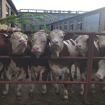 600多斤的西门塔尔小母牛可技术跟踪服务紫红花的