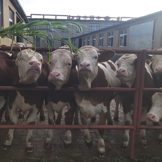 西门塔尔牛犊小母牛400多斤现在什么价格饲养简单