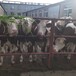 西门塔尔母牛五百斤的价钱改良育肥小牛