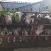西门塔尔小公牛600多斤出售纯放山牛