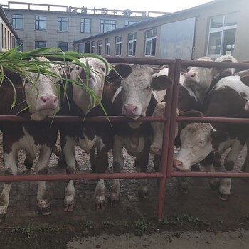 600多斤的西门塔尔小母牛可技术跟踪服务紫红花的