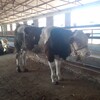 五六百斤的西门塔尔小牛脊背宽阔散养育肥牛