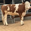 400斤西门塔尔小母牛散养肉牛犊专车运输