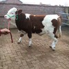 五百斤至六百斤西门塔尔母牛适应性强散养肉牛