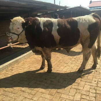 四百斤至五百斤西门塔尔牛犊小母牛脊背宽阔提供技术
