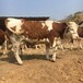 400多斤西门塔尔牛犊小母牛好养易活专车运输