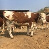 西门塔尔基础母牛五个月的价格好养活