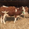 西门塔尔小母牛5之6个月现在什么价格出肉率高