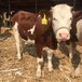 西门塔尔小牛2023年多少钱一头全国都可养