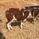 5个月的西门塔尔基础母牛好养易活改良育肥小牛