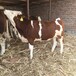 7个月西门塔尔2岁母牛可技术跟踪服务饲养简单