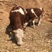 六个月的西门塔尔牛小母牛 全国都可养 出栏快