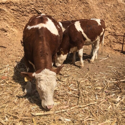 三四百斤西门塔尔小公牛提供养殖技术周期短