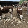 西门塔尔四代母牛300斤要多少钱好养易活