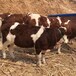 6个月西门塔尔牛苗散养肉牛犊散养育肥牛