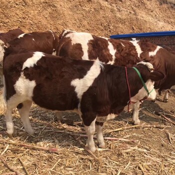 300--400斤西门塔尔四代母牛全国都可养纯种肉牛出售