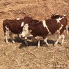 5之6个月西门塔尔牛犊小母牛各规格都有生态散养