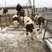 西门塔尔牛犊五百斤的价钱放山架子牛