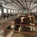 西门塔尔二岁母牛七八个月的价钱各规格都有