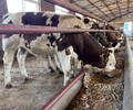 五六百斤西门塔尔牛犊小母牛好养易活存栏量大