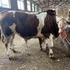 五六百斤的西门塔尔2岁母牛 脊背宽阔 纯放山牛