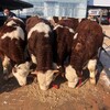 西门塔尔牛犊小母牛五百斤至六百斤价钱体型骨架大