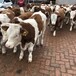 西门塔尔牛小母牛5之6个月的现在什么价放山架子牛