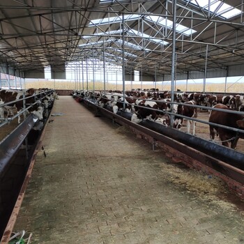 三百斤的西门塔尔基础母牛大小都有散养肉牛