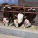 五之六个月西门塔尔牛犊子脊背宽阔改良肉牛犊