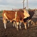 300斤西门塔尔2岁母牛大小都有纯种肉牛出售